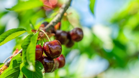 Mittelrhein-Kirsche | © Katja S. Verhoeven / Zweckverband Welterbe Oberes Mittelrheintal Mittelrhein-Kirsche | © Katja S. Verhoeven / Zweckverband Welterbe Oberes Mittelrheintal