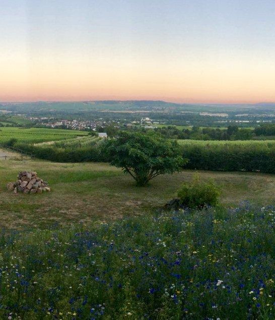 Weinberge Weingut | © Weingut Hof Rheinblick Weinberge Weingut | © Weingut Hof Rheinblick