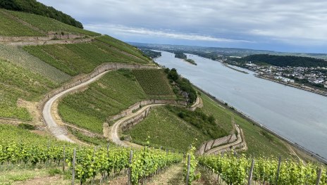 Weinberge | &copy; Marion Sch&ouml;nherr