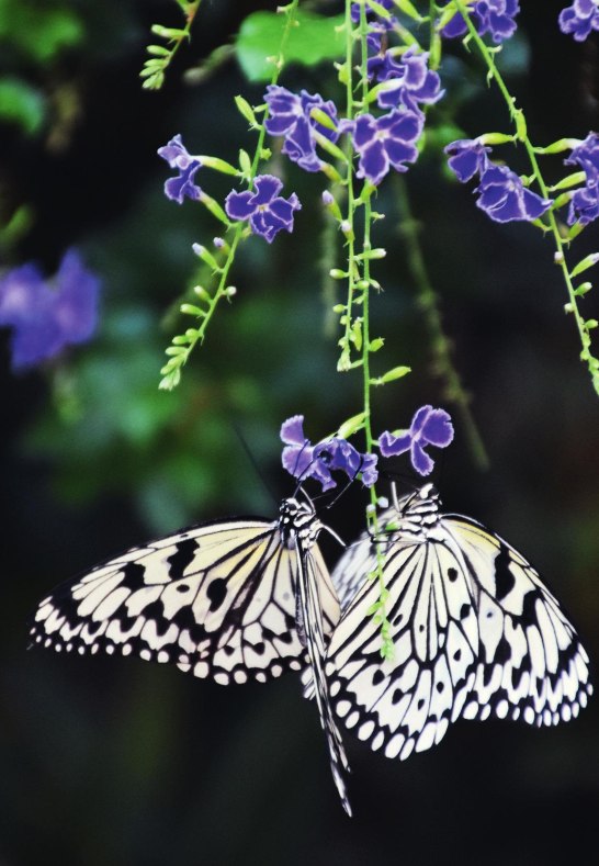 Schmetterling 02 | © Fürstlich Sayn-Wittgenstein’sche Verwaltung Schmetterling 02 | © Fürstlich Sayn-Wittgenstein’sche Verwaltung