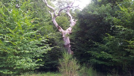 Der " Waldgeist" | © Thomas Biersch Der " Waldgeist" | © Thomas Biersch