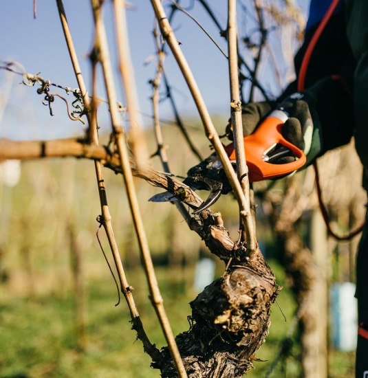 2023-02_HoR_DomaeneBergstrasse-03491 kleiner | © Vinothek Kloster Eberbach 2023-02_HoR_DomaeneBergstrasse-03491 kleiner | © Vinothek Kloster Eberbach