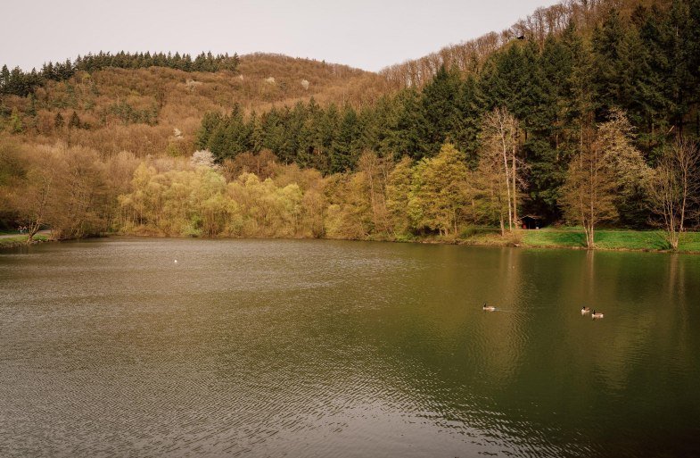 Der Schwanenteich | &copy; Zinmpfer_Photography