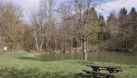 Waldsee | © Bernhard Vogt Waldsee | © Bernhard Vogt