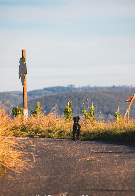 Weinlehrpfad | © Samanta Hammer Weinlehrpfad | © Samanta Hammer