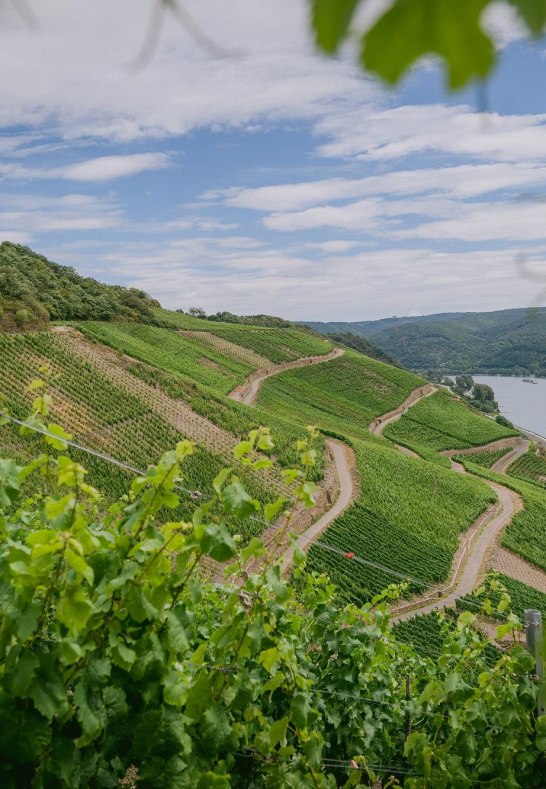 Weinberge | &copy; Weingut Matthias M&uuml;ller