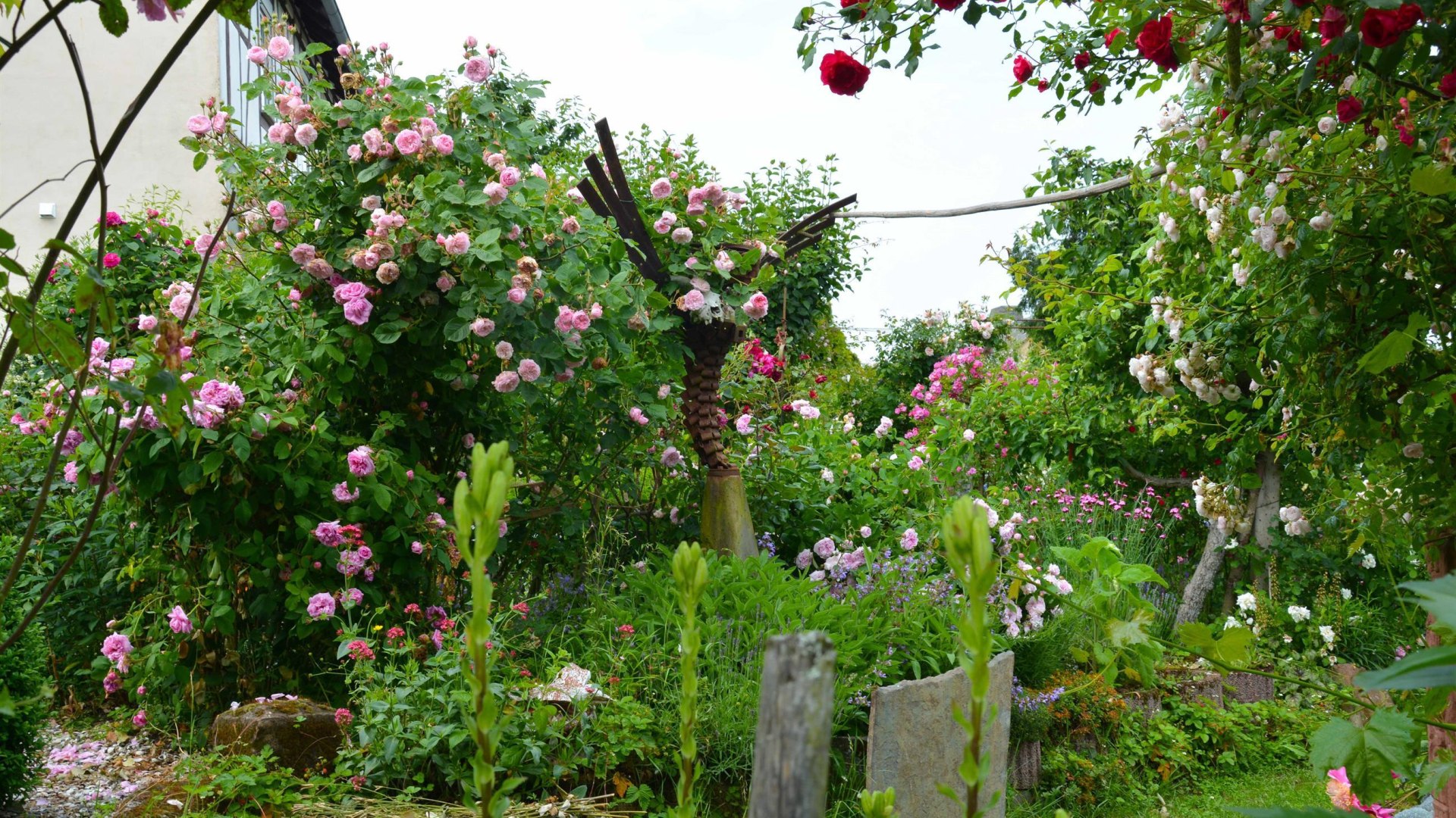 Rosen in Medenscheid | &copy; Beate Lieber