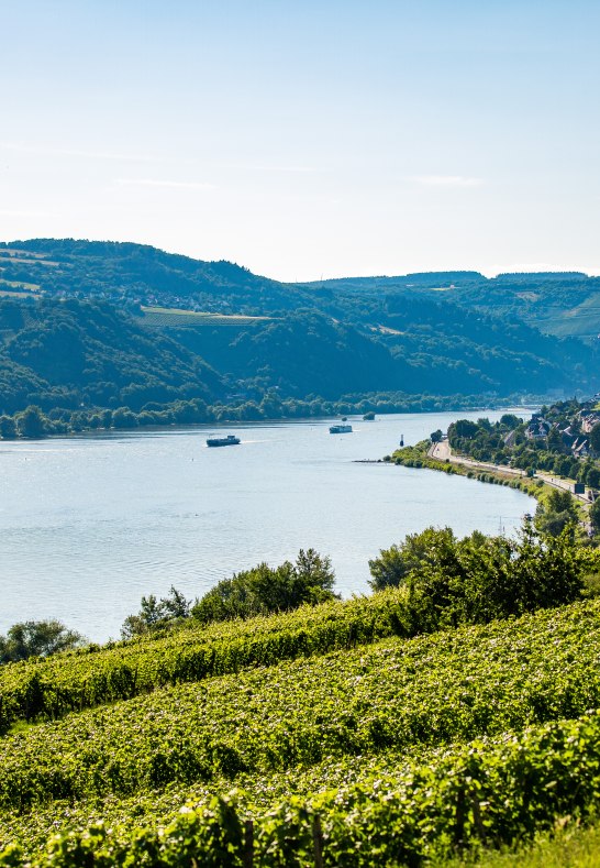 Blick auf die Weinberge bei Lorch | © Romantischer Rhein Tourismus GmbH / Henry Tornow Blick auf die Weinberge bei Lorch | © Romantischer Rhein Tourismus GmbH / Henry Tornow