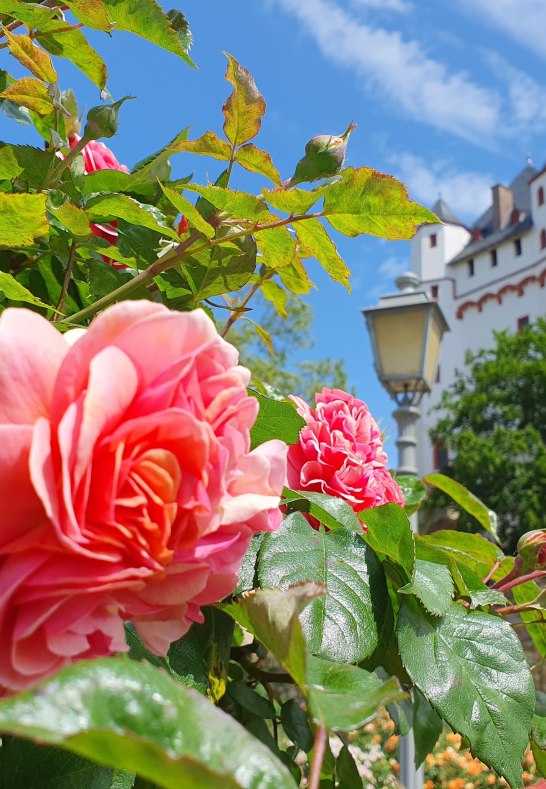 Eltville Rosen | © Tourist-Information Eltville Eltville Rosen | © Tourist-Information Eltville