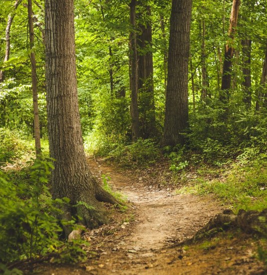 Waldbild | © Pixabay Waldbild | © Pixabay