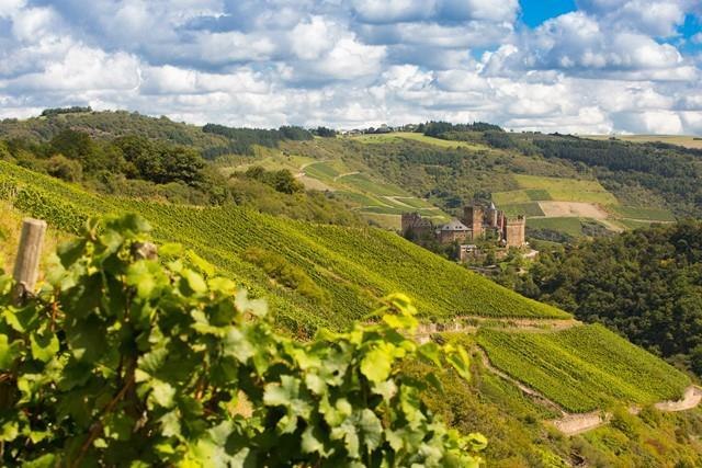 Weinberg | © PIELmedia, Weingut Lanius-Knab Weinberg | © PIELmedia, Weingut Lanius-Knab