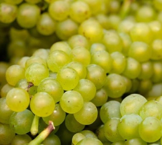 Trauben | &copy; A. Sopper, Dellhofen
