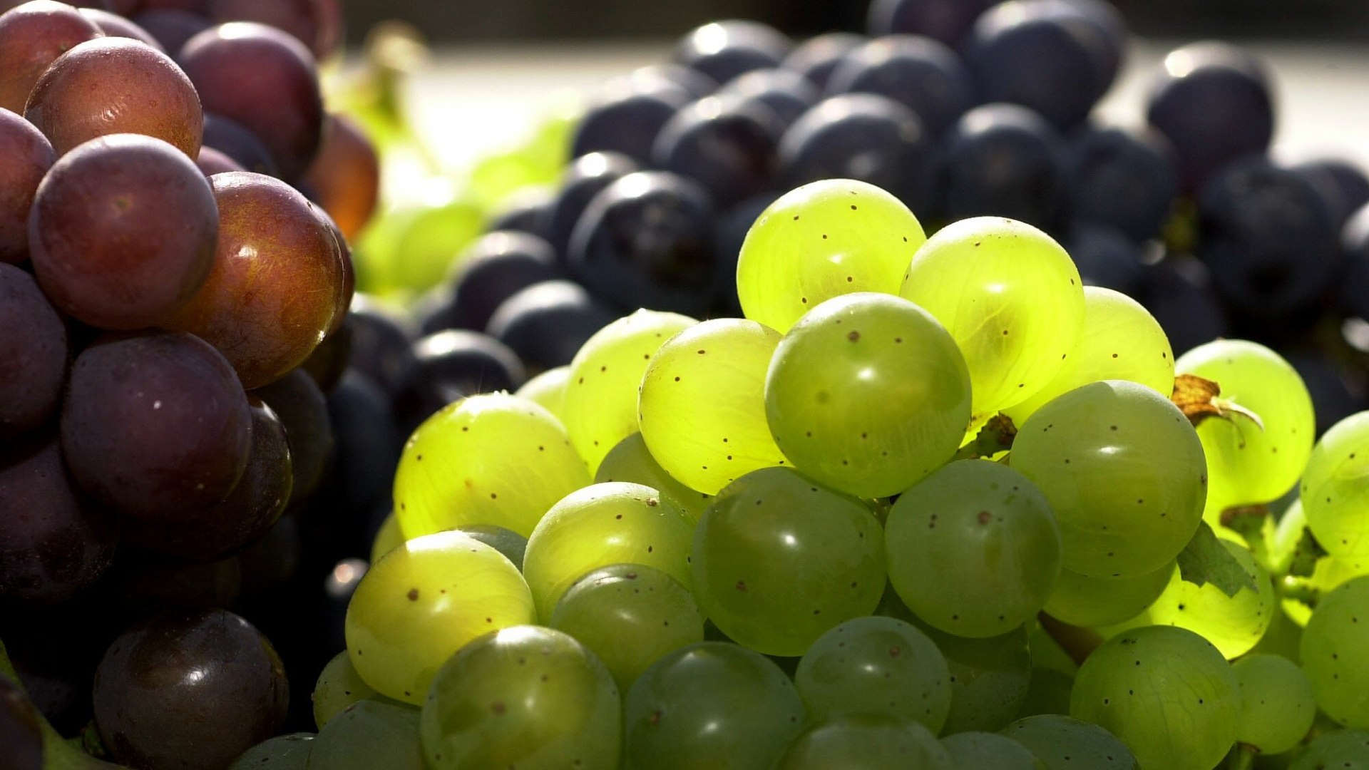 Grapes | © P!EL media Herbert Piel / Rheintouristik Tal der Loreley e.V.