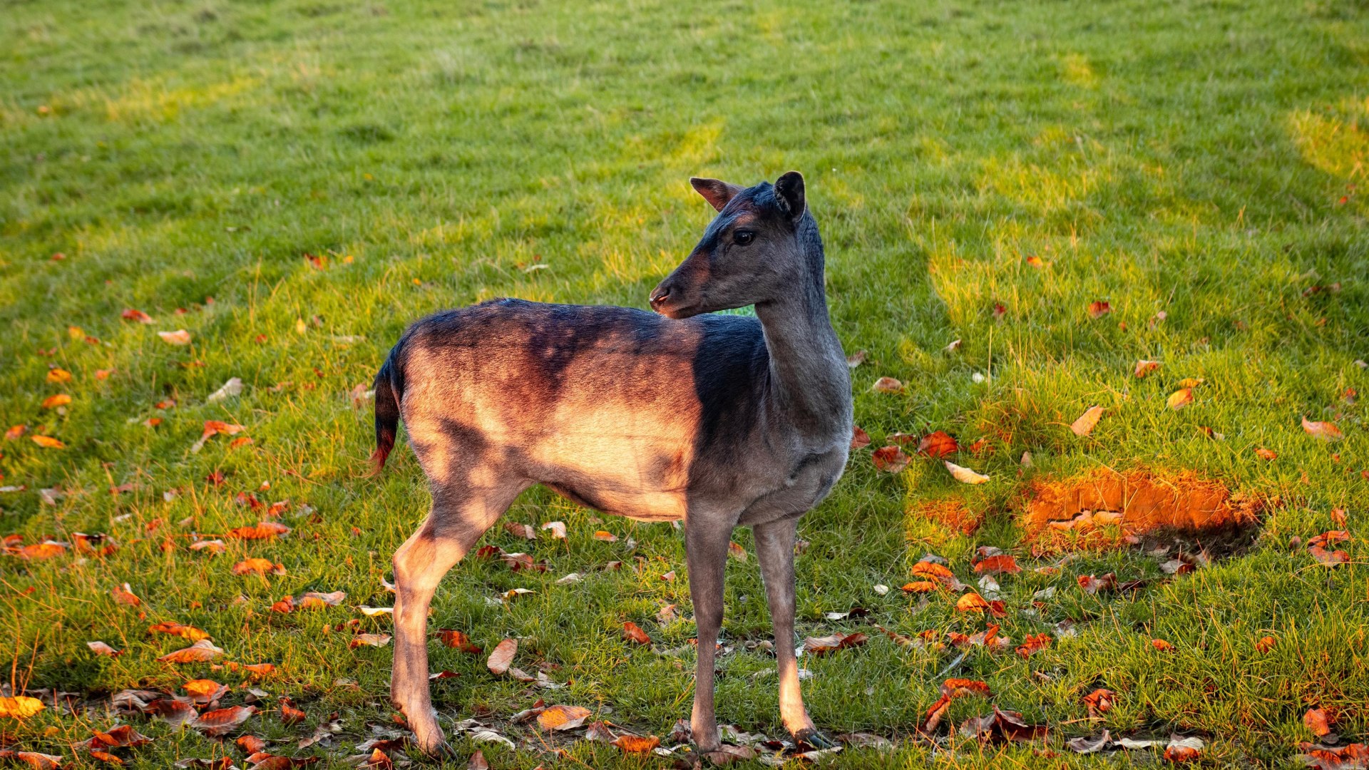 Reh | © Johannes Bruchhof