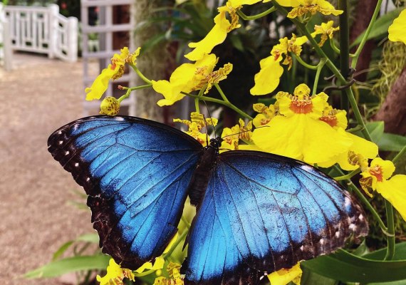 Schmetterling 01 | © Fürstlich Sayn-Wittgenstein’sche Verwaltung Schmetterling 01 | © Fürstlich Sayn-Wittgenstein’sche Verwaltung