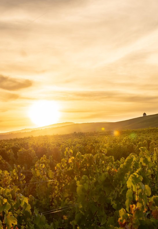 Weingut Keßler2 | © Weingut Keßler Weingut Keßler2 | © Weingut Keßler