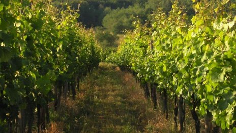 Weingut Dr. Gietz | &copy; Weingut Dr. Gietz