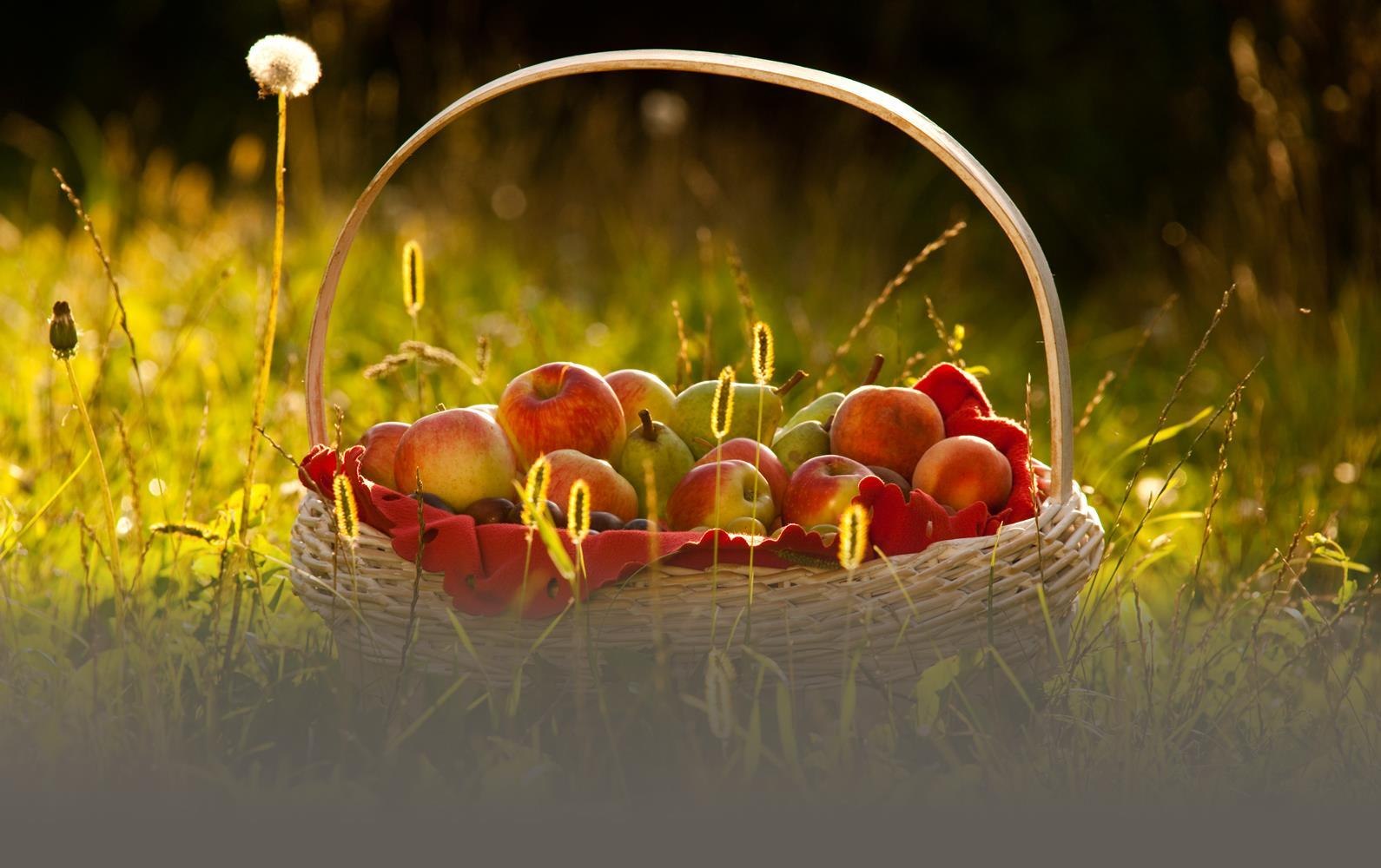 Obstkorb | © ©Klaus-Peter Kappest / Verbandsgemeinde Weißenthurm Obstkorb | © ©Klaus-Peter Kappest / Verbandsgemeinde Weißenthurm