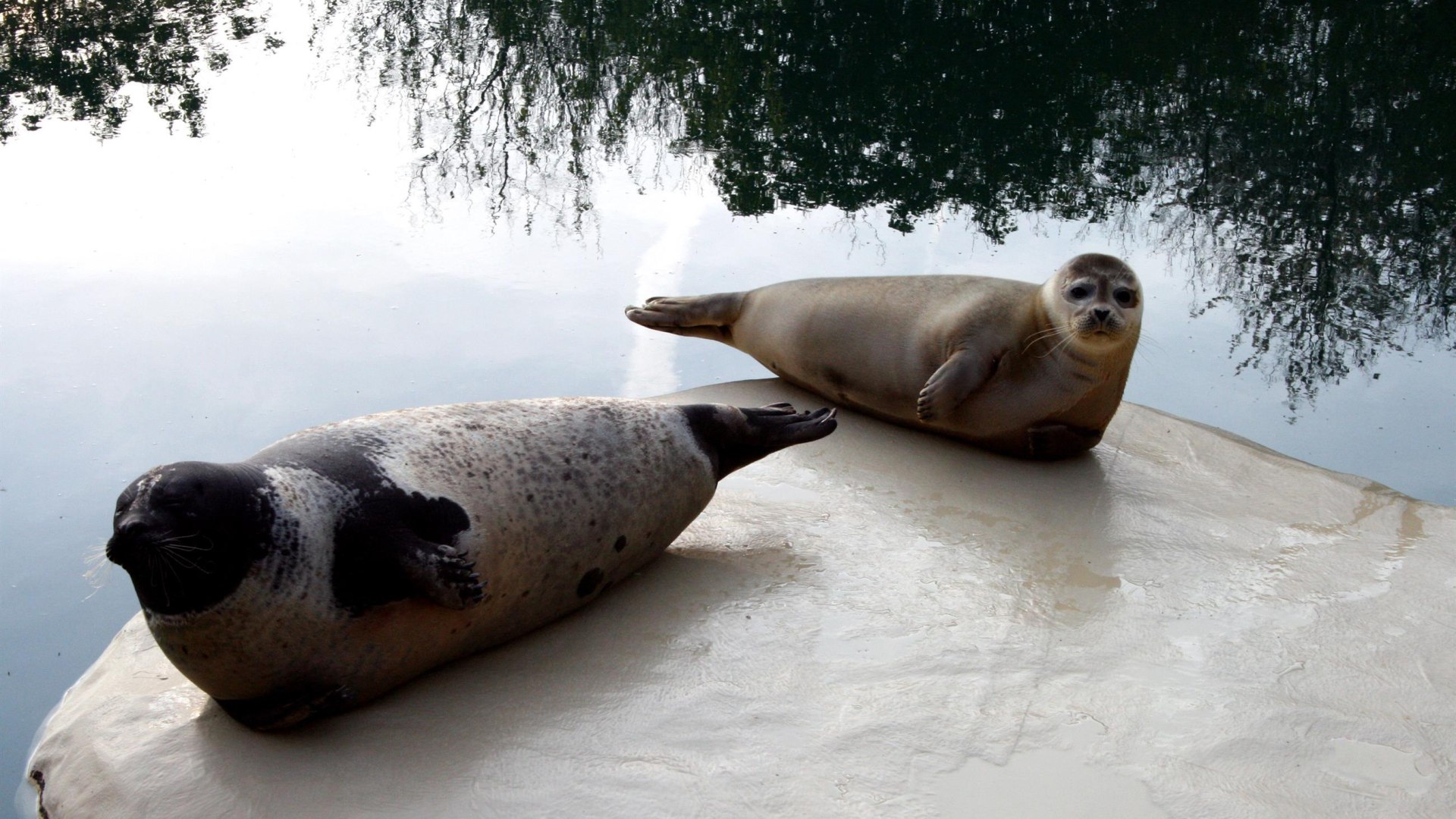 Seehunde im Zoo Neuwied | © Pressebüro der Stadt Neuwied Seehunde im Zoo Neuwied | © Pressebüro der Stadt Neuwied