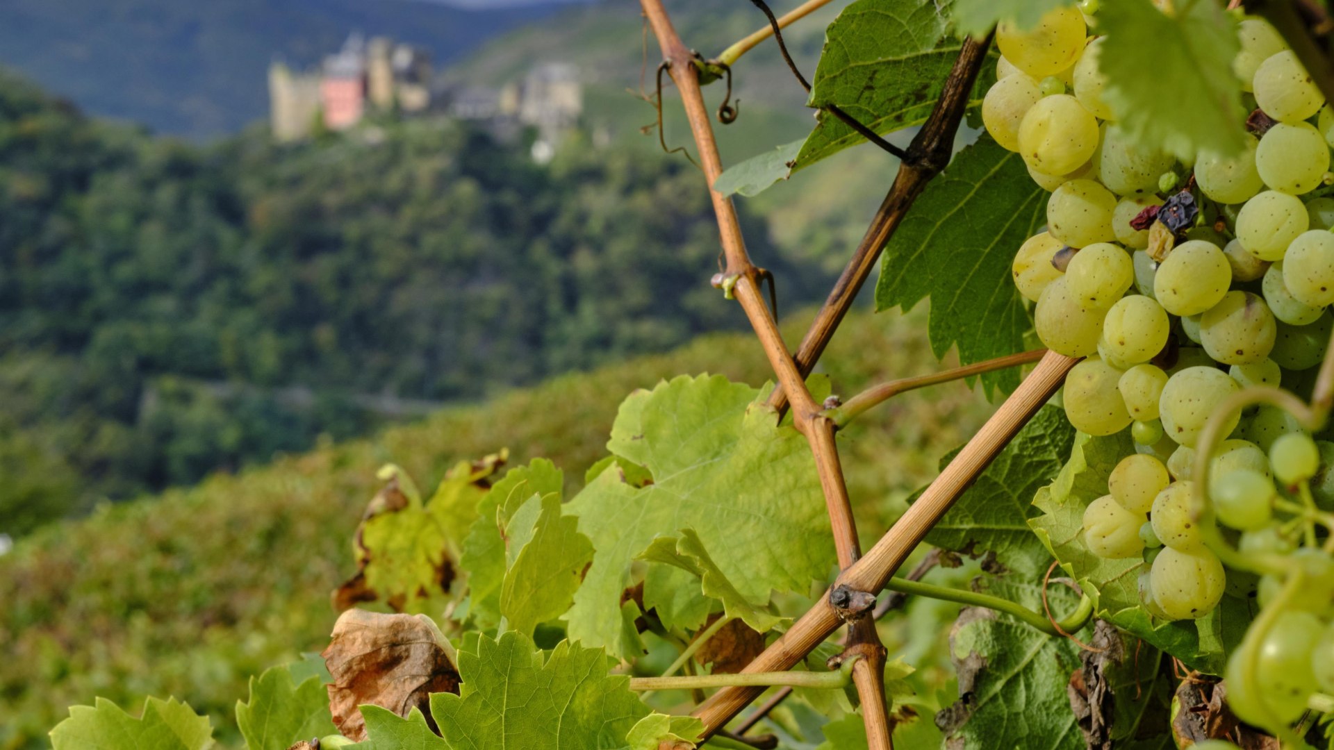 Traubenlese | © Stefan Sobotta Traubenlese | © Stefan Sobotta