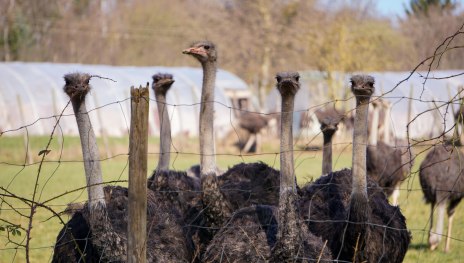 Straußenfarm | © Stadt Remagen Straußenfarm | © Stadt Remagen
