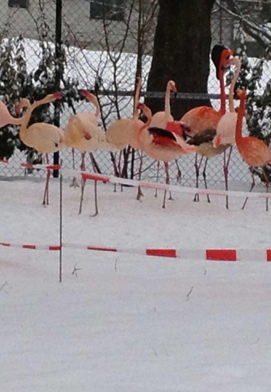 Flamingos im Schnee