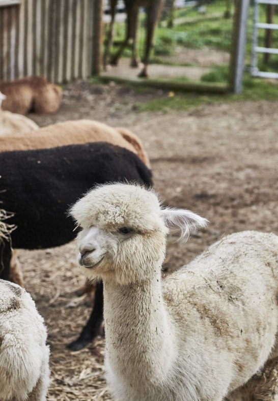 Lamas und Alpakas | © HA Hessen Tourismus, Roman Knie Lamas und Alpakas | © HA Hessen Tourismus, Roman Knie