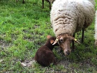 Schafe | © Tourist Information Boppard Schafe | © Tourist Information Boppard