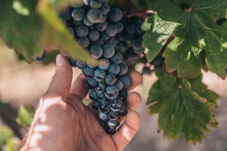 Cabernet_Sauvignon_woy0sz | © Ludwig von Kapff Cabernet_Sauvignon_woy0sz | © Ludwig von Kapff