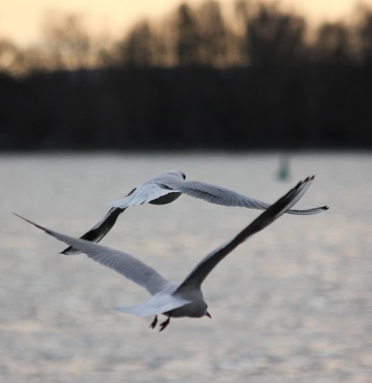 Natur Exkursion - Möwen | © Rüdesheim Tourist AG - Foto: Gaby Schäfer Natur Exkursion - Möwen | © Rüdesheim Tourist AG - Foto: Gaby Schäfer