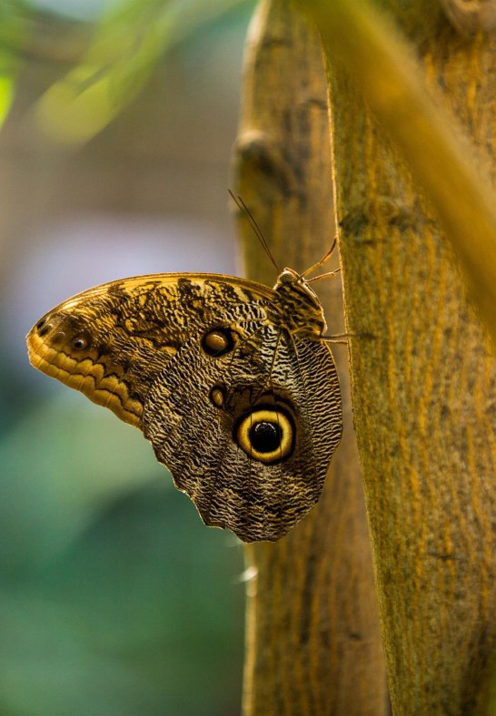 Schmetterling_ | © Henry Tornow/Romantischer Rhein Tourismus GmbH Schmetterling_ | © Henry Tornow/Romantischer Rhein Tourismus GmbH