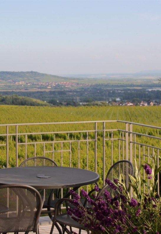 Fernblick | &copy; Weingut Freimuth