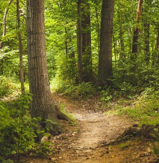 Waldbild | © Pixabay Waldbild | © Pixabay