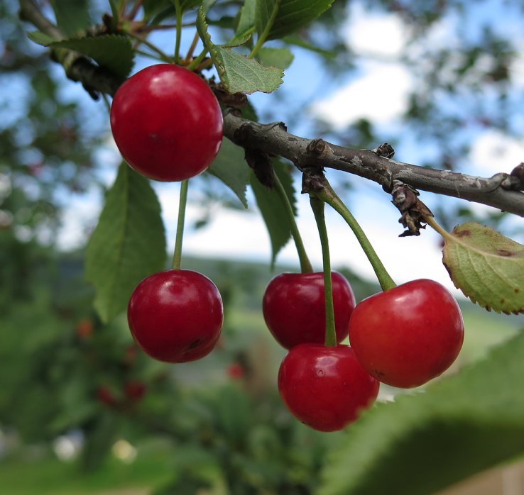 Middle Rhine cherry harvest | &copy; Zweckverband Welterbe Oberes Mittelrheintal