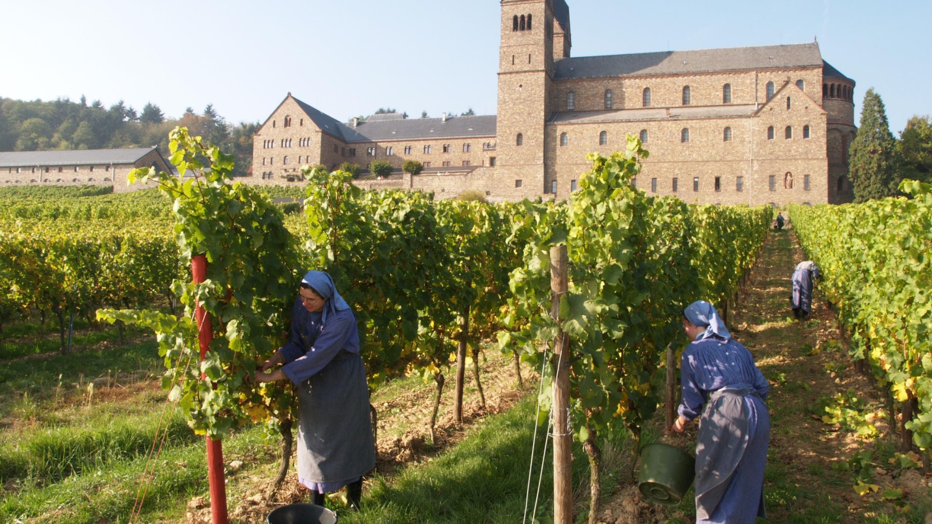 Weinlese | &copy; Vereinigung der Benediktinerinnen zu St. Hildegard