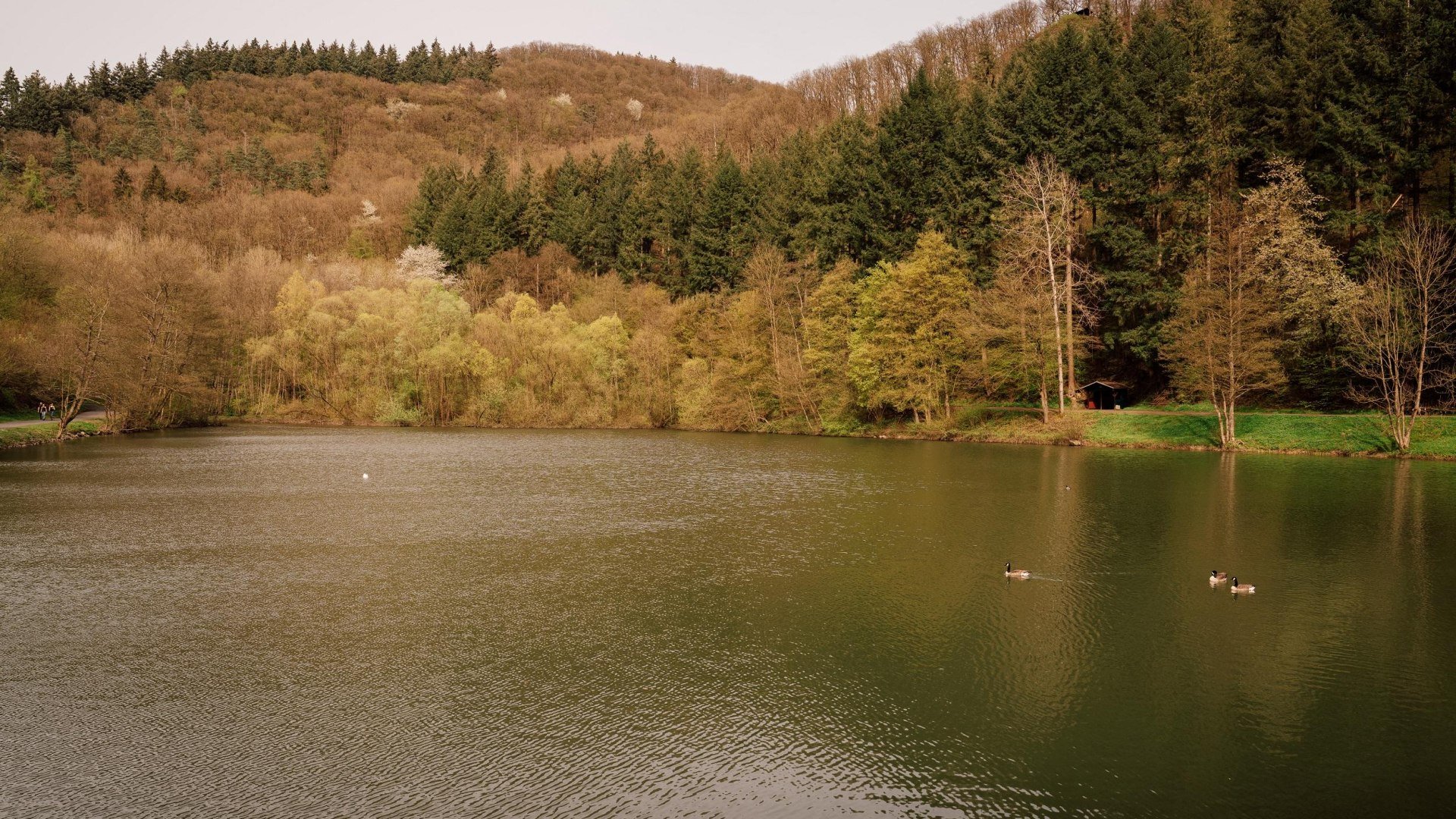 Der Schwanenteich | &copy; Zinmpfer_Photography