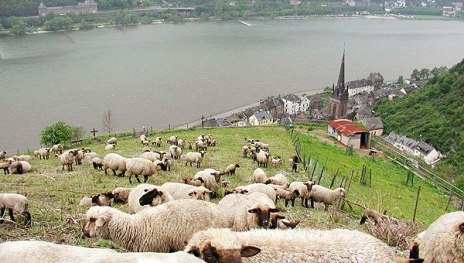 Sch&auml;ferei Gierden | &copy; Sch&auml;ferei Gierden