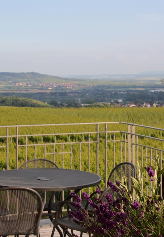 Fernblick | © Weingut Freimuth Fernblick | © Weingut Freimuth