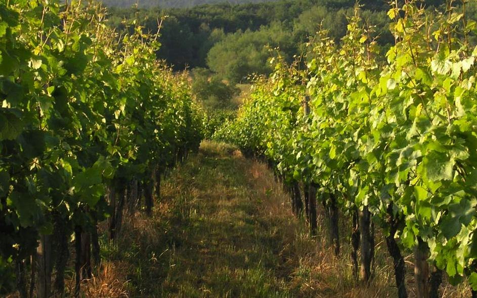 Weingut Dr. Gietz | &copy; Weingut Dr. Gietz