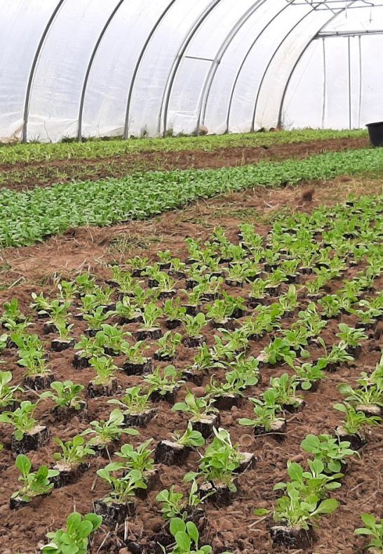 6 | © Katringer Grünzeug eG 6 | © Katringer Grünzeug eG