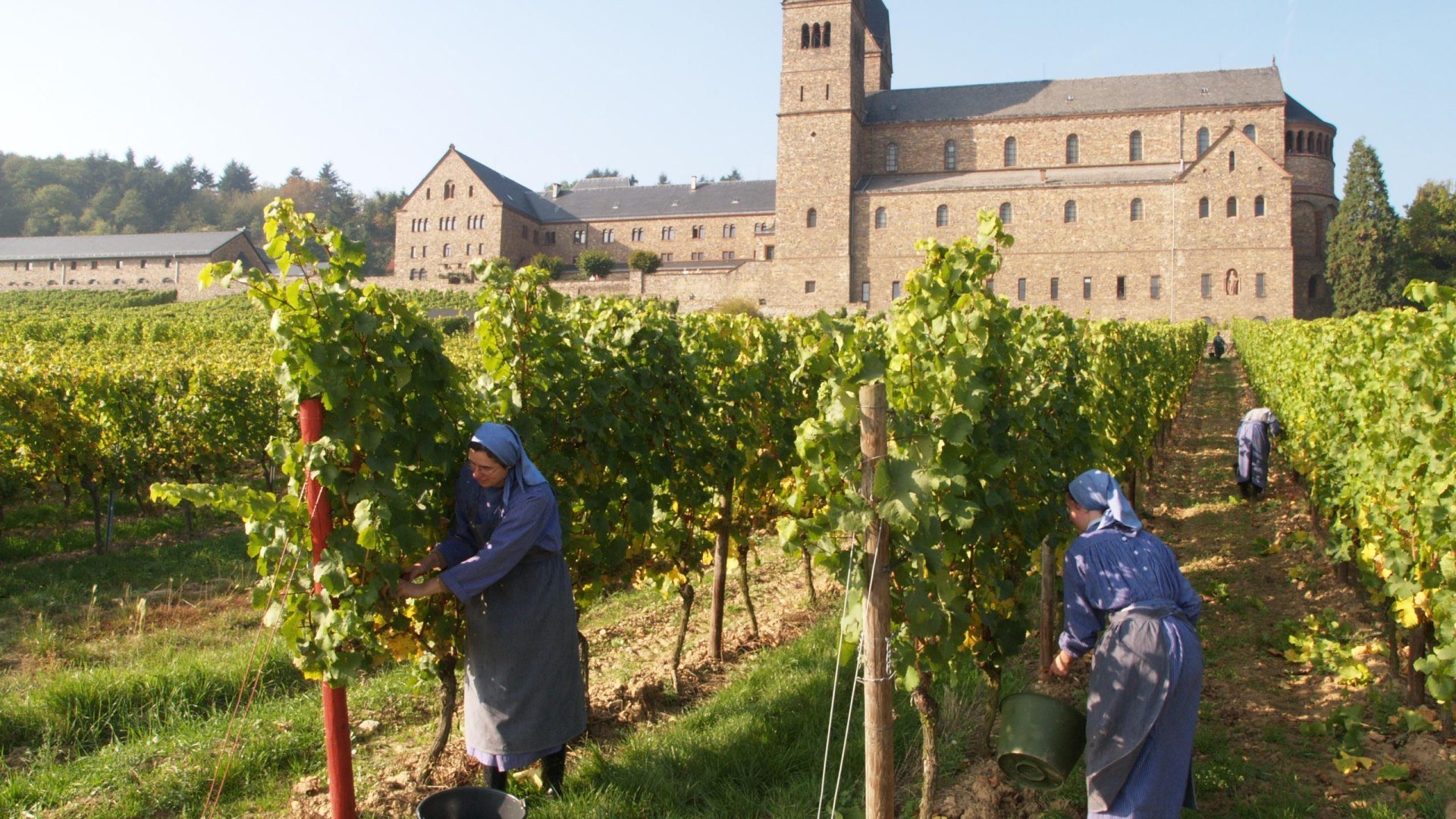 Weinlese | &copy; Vereinigung der Benediktinerinnen zu St. Hildegard