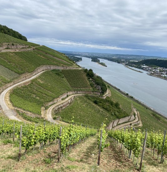 Weinberge | &copy; Marion Sch&ouml;nherr