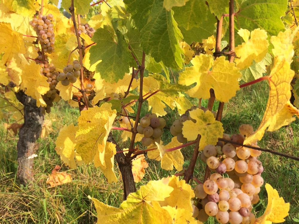 Schöne Weintrauben | © Christoph Schütt und Andreas Frosch Schöne Weintrauben | © Christoph Schütt und Andreas Frosch