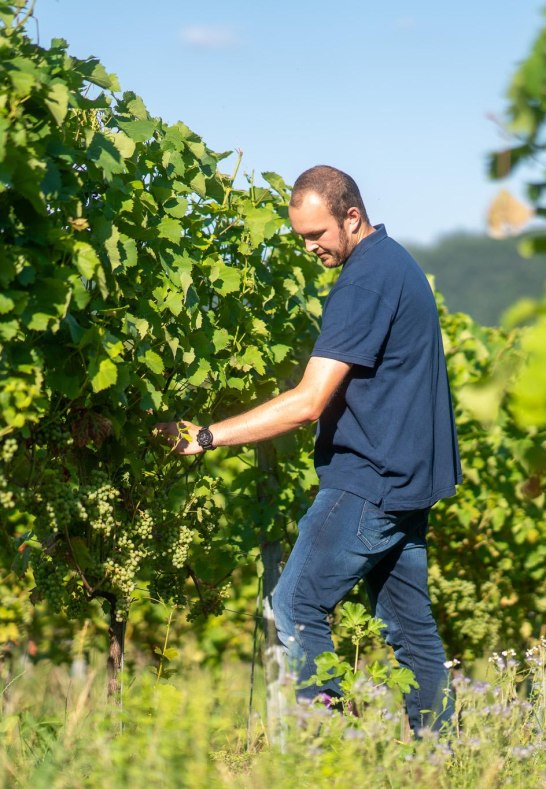 Weinbergsarbeit | © Weingut Spurzem Weinbergsarbeit | © Weingut Spurzem