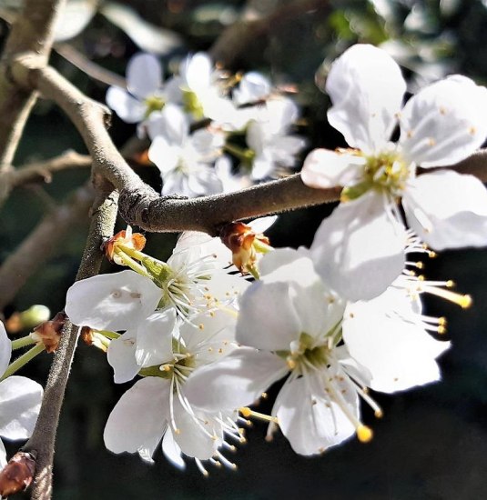 Obstbl&uuml;ten | &copy; Pixabay