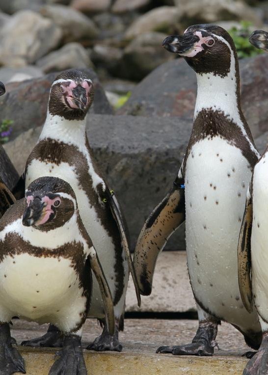 Pinguine | © Pressebüro der Stadt Neuwied