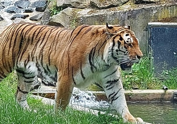 Tiger | © Rämer