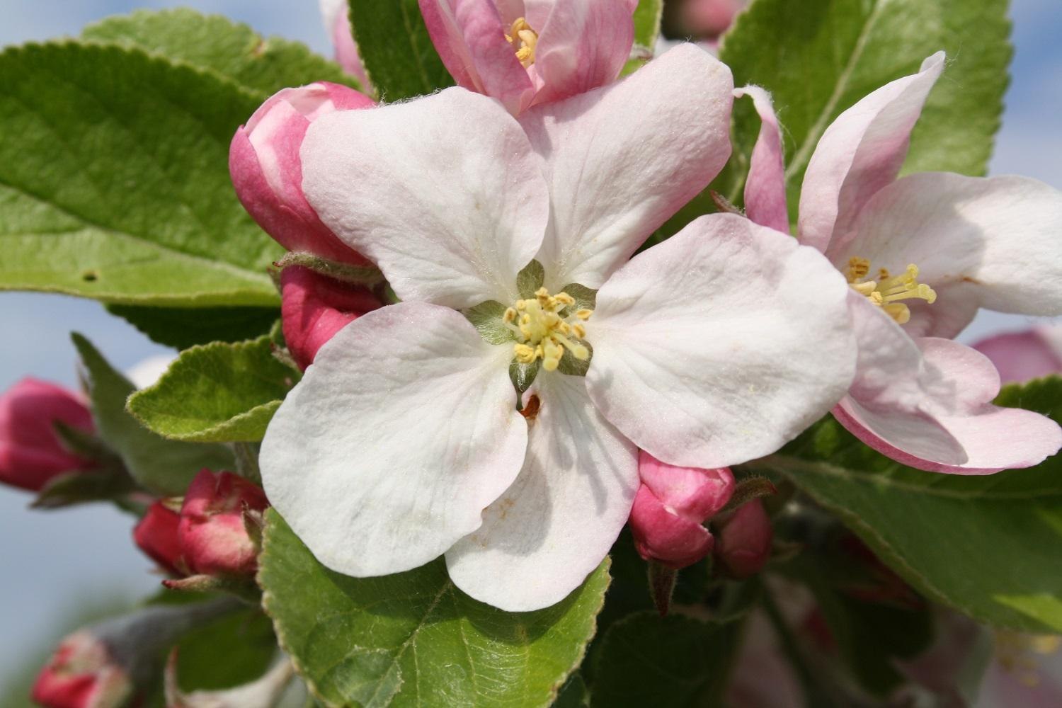 Gelber Richard_Apfeltour 1500x1000 | &copy; Cult-Touren