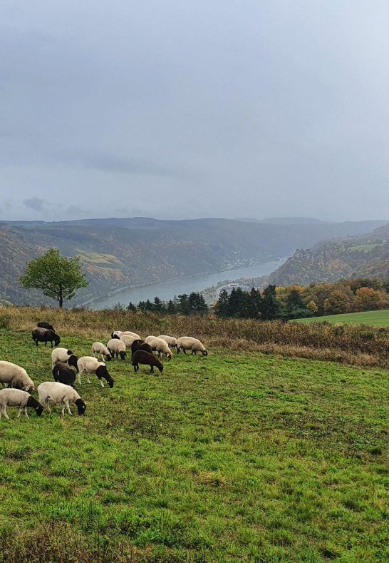 Niederburger Heide Schafe | &copy; Thomas Biersch