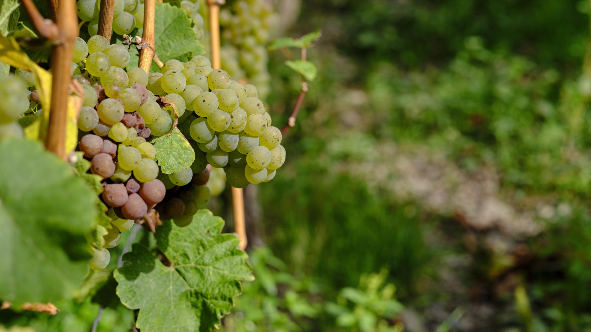 Weinlese | © Stefan Sobotta